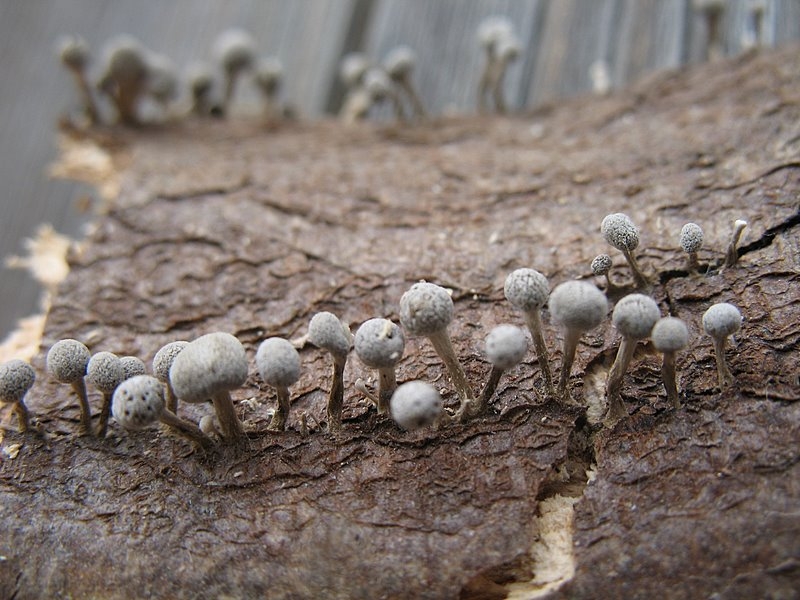 008-03-Atelier myxomycètes